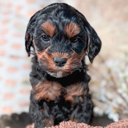 Marcia - Black female Australian Labradoodle puppy in Decatur, Alabama from Southern Meadows Doodles