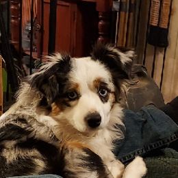 Pearl - Miniature Australian Shepherd