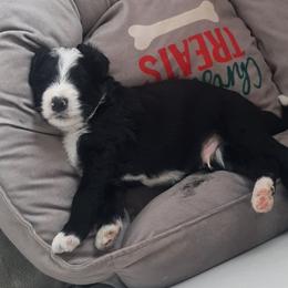 Justin - Black and white male Bernedoodle puppy in Coventry, Rhode Island from Greene Tree Bernadoodle