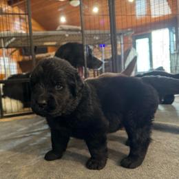 Girl 5 - Black female Newfoundland puppy in Nacogdoches, Texas from Pete’s Newfies