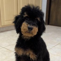 Toadie - Poodle