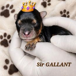 Sir GALLANT - Black and tan male Yorkshire Terrier puppy in Michigan from TenderLittleCuties
