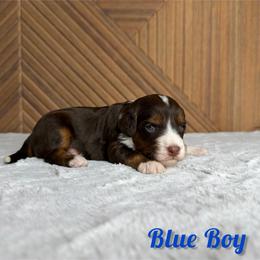 Blue boy - Tri-color male Bernedoodle puppy in Modesto, California from Two Doods Doodles