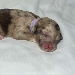 Carolina - Red merle female Aussiedoodle puppy in North Carolina from Carolina Doodles
