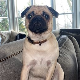 Daisy  - Pug