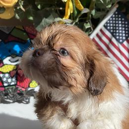 Girl 2 Luna - Liver and white female Shih Tzu puppy in Troy, Michigan from "Shihtzu Best Friend"