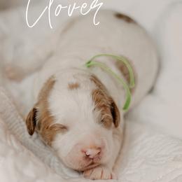 Clover - Parti male Goldendoodle puppy in Patterson, California from Dooling Doodles
