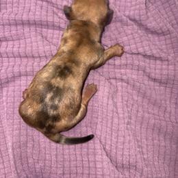 CKC Red Dapple shorthaired miniature - Dapple female Dachshund puppy in Canyon Lake, Texas from M&Ms Dachshunds of Central Texas