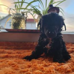 Female puppy 3 - Black and white female Chinese Crested puppy in New Castle, Pennsylvania from Long Haul Cresteds & Long Rotts