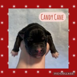 Candy Cane - Agouti and white male Siberian Husky puppy in Southampton, New Jersey from First Frost Kennels