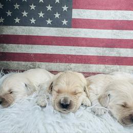 Third pick female - Golden female Golden Retriever puppy in Harrisburg, North Carolina from Bunn Ranch Goldens & Bernese