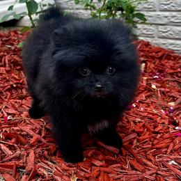 Diamond - Black male Pomeranian puppy in Springfield, Missouri from Hope Mountain Pomeranians