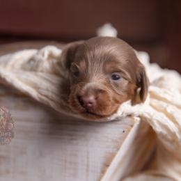 Kenzie - Fawn (isabella) and tan female Dachshund puppy in Iola, Texas from Whiskey River Dachshunds