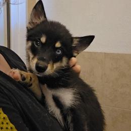 Flint - Black male Pomsky puppy in Weir, Texas from Bluebonnet Pomskies