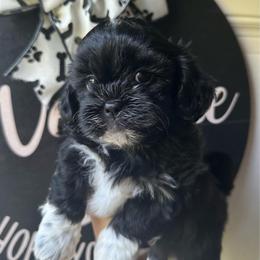 Black Male - Black and white male Shihpoo puppy in Asheboro, North Carolina from Southern Bred Pups
