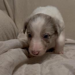 Bailey girl - Lilac merle female Border Collie puppy in Fairview, Tennessee from Hoffman Forest Acres LLC