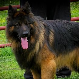 Pash - German Shepherd