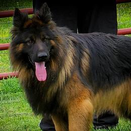 Pash - German Shepherd