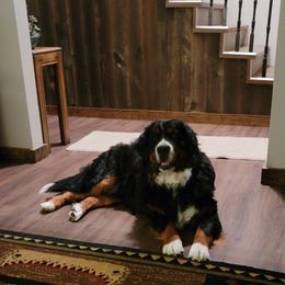 Minesota - Bernese Mountain Dog
