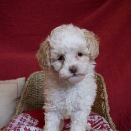 Draco - Buff and white male Cockapoo puppy in Bethlehem, Georgia from Darling Doodles