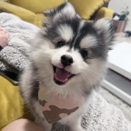 Pomsky Puppies from Pomsky Playpen