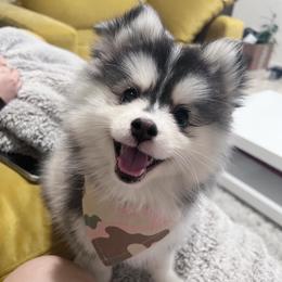 Pomsky Puppies from Pomsky Playpen