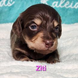 Ziti - Chocolate and tan female Dachshund puppy in Mount Sherman, Kentucky from Kaleidoscope Dachshunds and Whippets