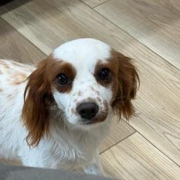 Callie - Cavapoo