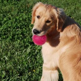 Golden Retrievers from Hearthrob Goldens