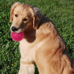 Golden Retrievers from Hearthrob Goldens