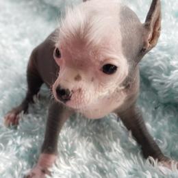 Chihuahua and Chinese Crested Puppies from Western Kentucky Chihuahua’s and Chinese Crested’s