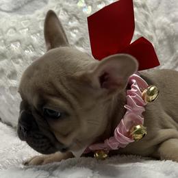 Love - Blue fawn female French Bulldog puppy in Peru, Indiana from Angie's Little Bostons And Frenchies