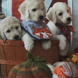 Poodles from Hearts 2 Serve Regal Standard Poodles