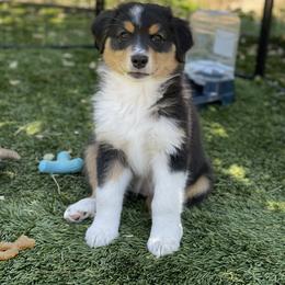Tulip - Black tri-color female Australian Shepherd puppy in Salinas, California from AA Aussies