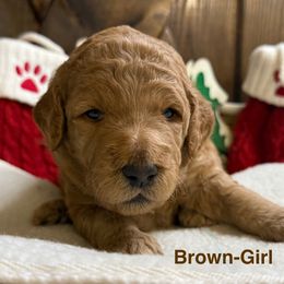 Brown - Cream female Goldendoodle puppy in Clermont, Florida from Da Ruba Doodles