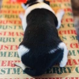 Trix x Latch - Male 1 - Black and white - Black and white male Border Collie puppy in Minden, Iowa from Rocking N Registered Border Collies & Labradors