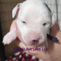 Stephanie - Dalmatian puppy in Conrath, Wisconsin from JSF Dalmatians LLC