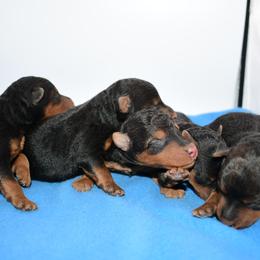 Welsh Terrier puppies from Shady Oaks WFT