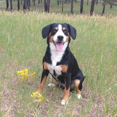 Xella - Entlebucher Mountain Dog
