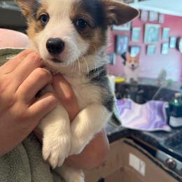 Faith - Black and tan female American Corgi puppy in Orangevale, California from Corgis of the Heart