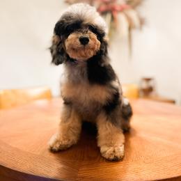Ruby - Poodle