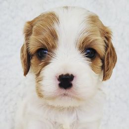 Cavalier King Charles Spaniels from Carters Cavaliers