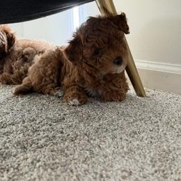 Poodle Puppies from Sealy Toy Poodles