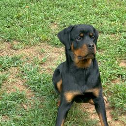 ROCKY - Black and mahogany female Rottweiler puppy in Smyrna, Georgia from HYIQ