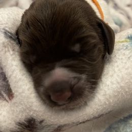 Girl 1 - Wirehaired Pointing Griffon puppy in Ohio from Feather View Farm