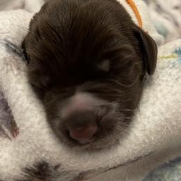 Girl 1 - Wirehaired Pointing Griffon puppy in Ohio from Feather View Farm