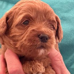 Girl 1 - female Australian Labradoodle puppy in Bend, Oregon from High Desert Labradoodles