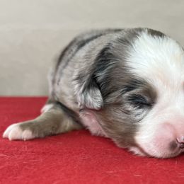 Boy 2 - Blue merle Miniature Australian Shepherd puppy in Woodlake, California from For the Love of Aussie