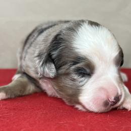 Boy 2 - Blue merle Miniature Australian Shepherd puppy in Woodlake, California from For the Love of Aussie