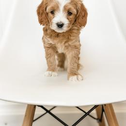 Goldendoodle Puppies from KZ Doodles